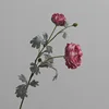 Rosa rossa