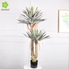 1.3-meter Yucca florida (122 leaves)