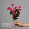 7 rhododendrons