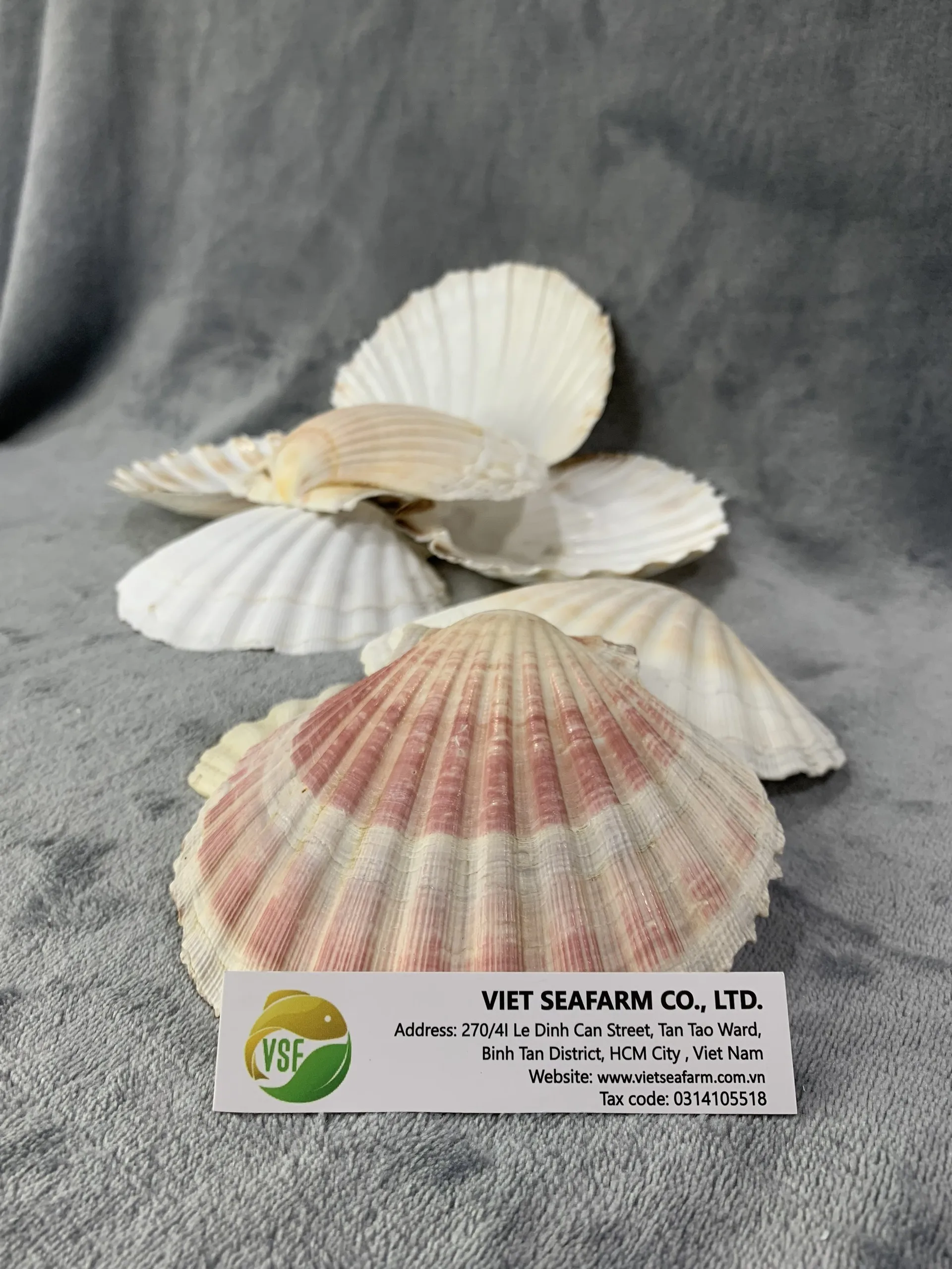 Hot Sales !!! Natural Scallops Shell High Quality 100 Natural From Vietnam Buy Scallops Shell