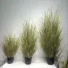Hierba de hoja púrpura pura