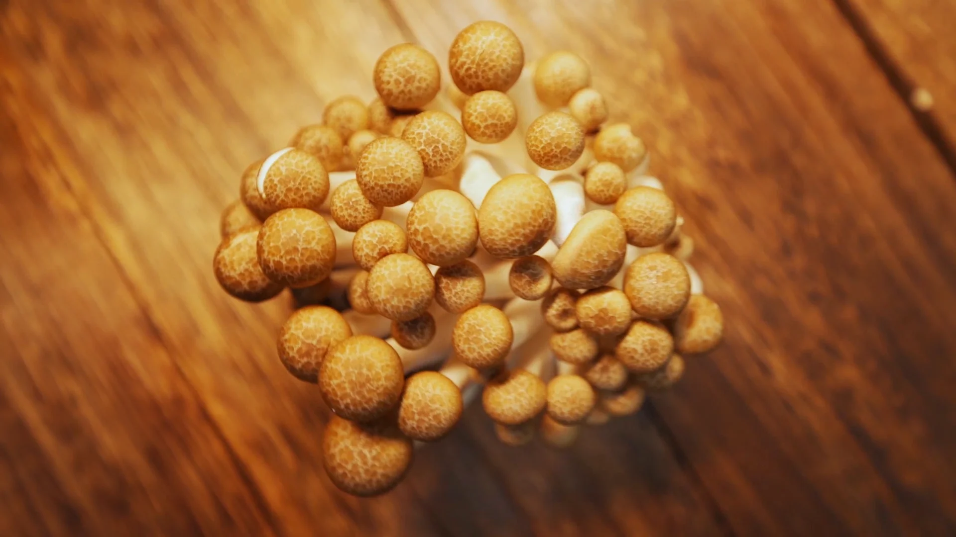 Chinese Premium High Quality Edible Fungus Exotic Fresh White Brown