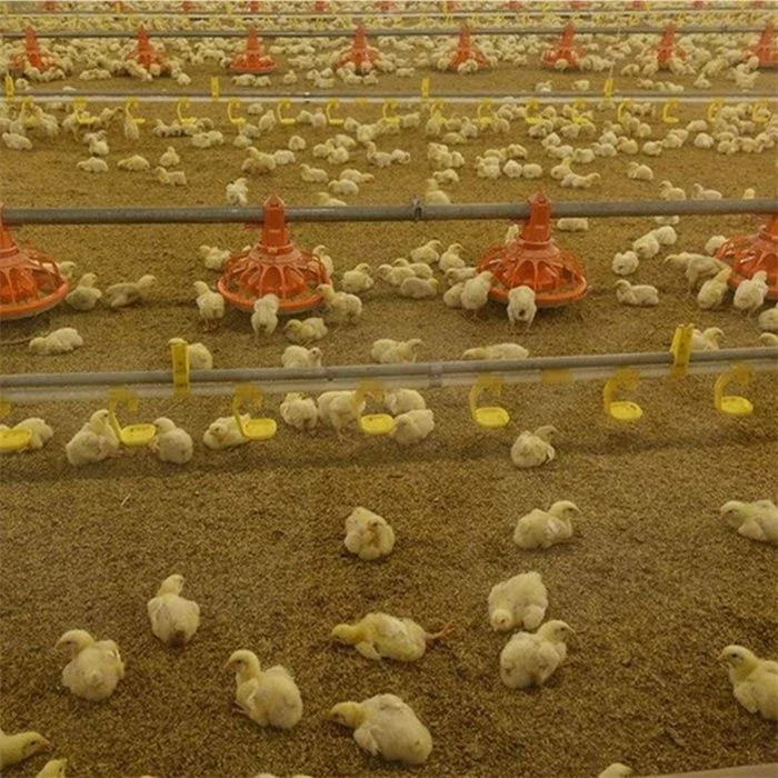 Chicken Equipment Automatic Broiler Equipment Automatic Poultry Pan Feeding Line Poultry Chain Feeding Line System