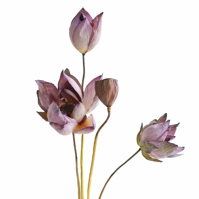 Yunnan — Fleur De Lotus Séchée Artificielle,Arrangement Floral,Pour Une  Décoration,Populaire,En Vente - Buy Arrangement Floral,Fleur De Lotus Séchée ,Fleur Sèche Product on Alibaba.com