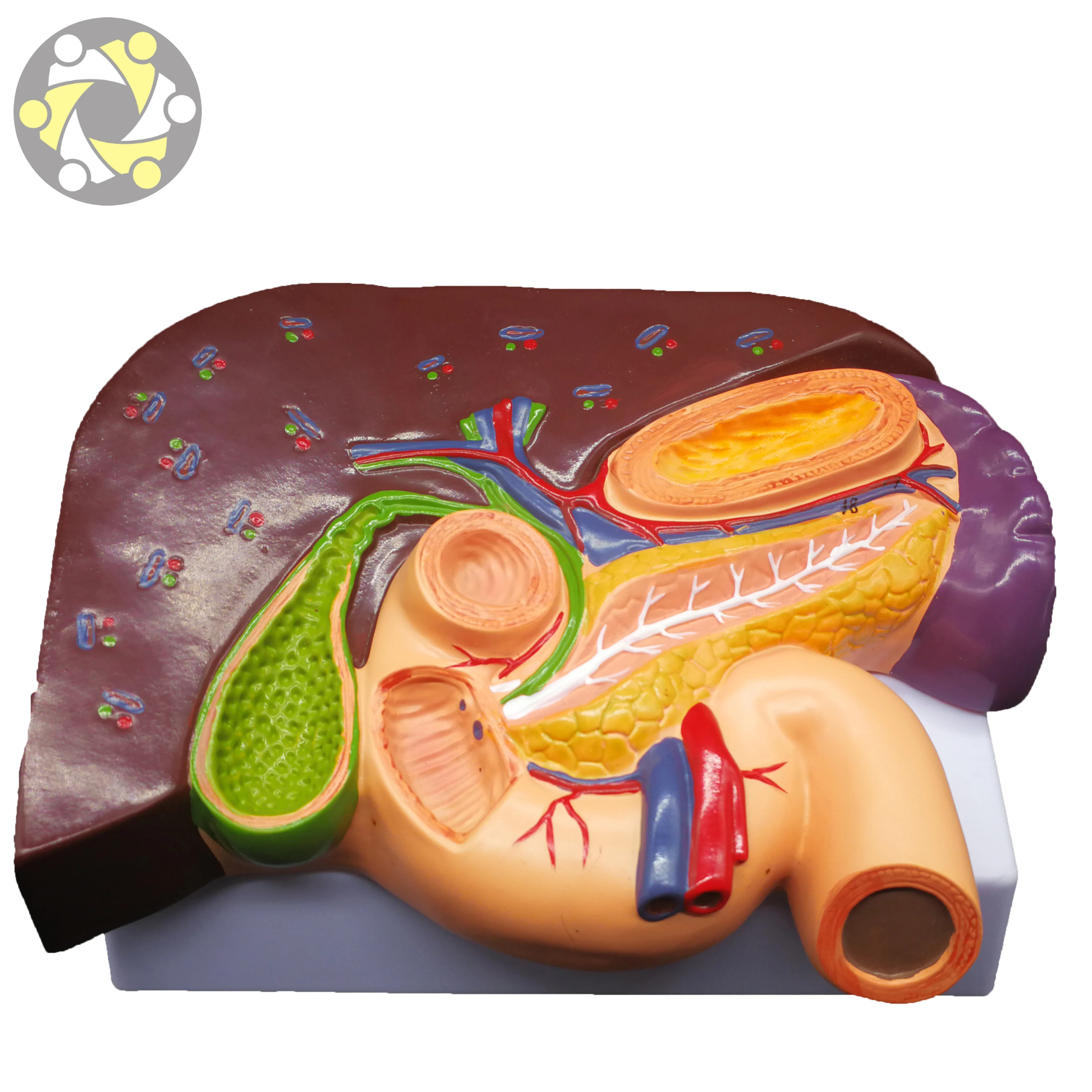 Science Medical Teaching Liver Pathology Model With Duodenum Stomach