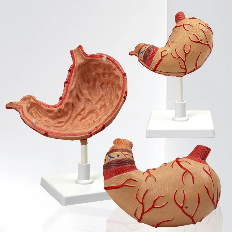 Advanced Quality 3D Anatomical Human Stomach Model for Teaching Model
