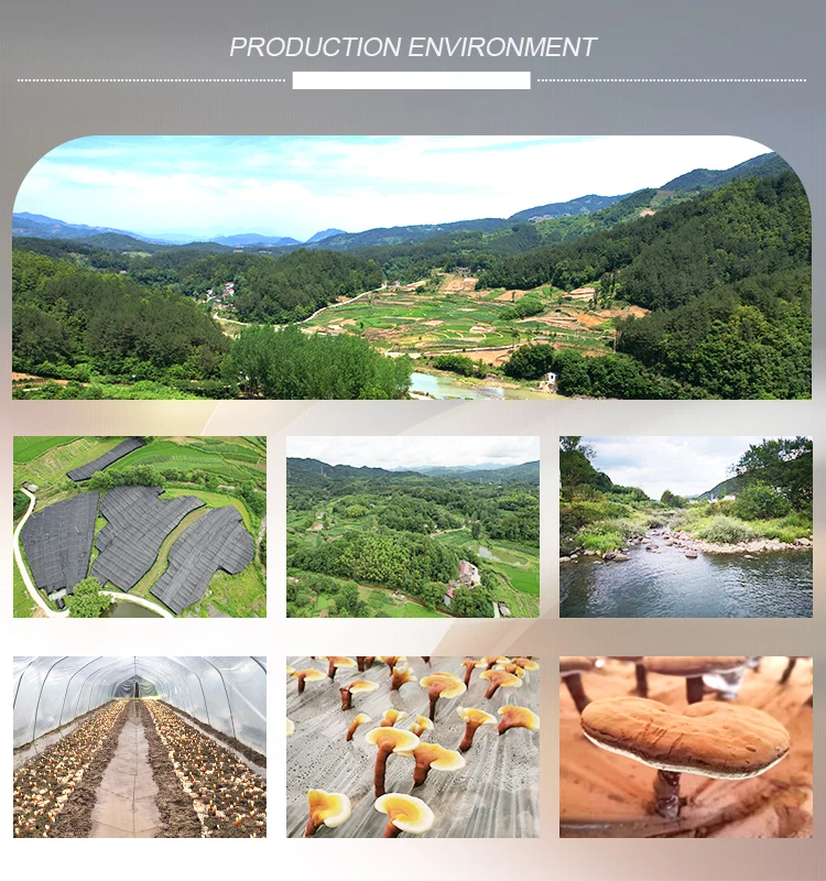Hot Selling Cell Wall Broken Ganoderma Lucidum Spore Powder Reishi Extract Mushroom Ganoderma Extrac