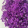 Pourpre