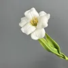 Pu tulipán abierto blanco puro