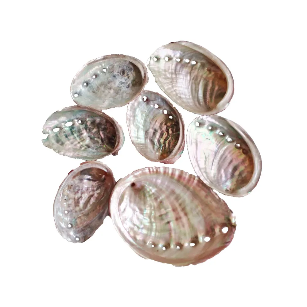 鮑の貝殻 鮑（あわび）の貝殻 | お香細工［馨］kyou