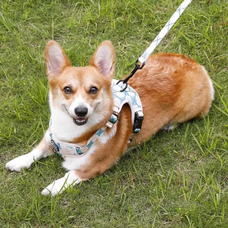 Dog Accessories Wholesale Dog Harness Set Hot Sell Oem Odm Manufacture Pet Supplies Dog Collar