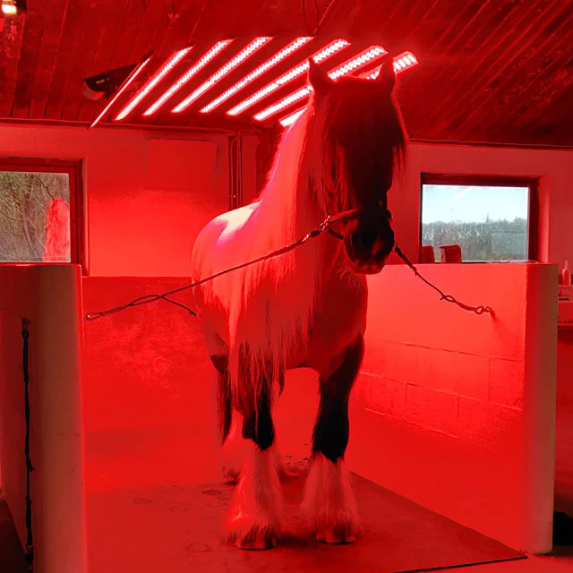 Source Barn light equine whole body treatment sunbath light therapy device Red infrared horse light horse solarium m.alibaba.com