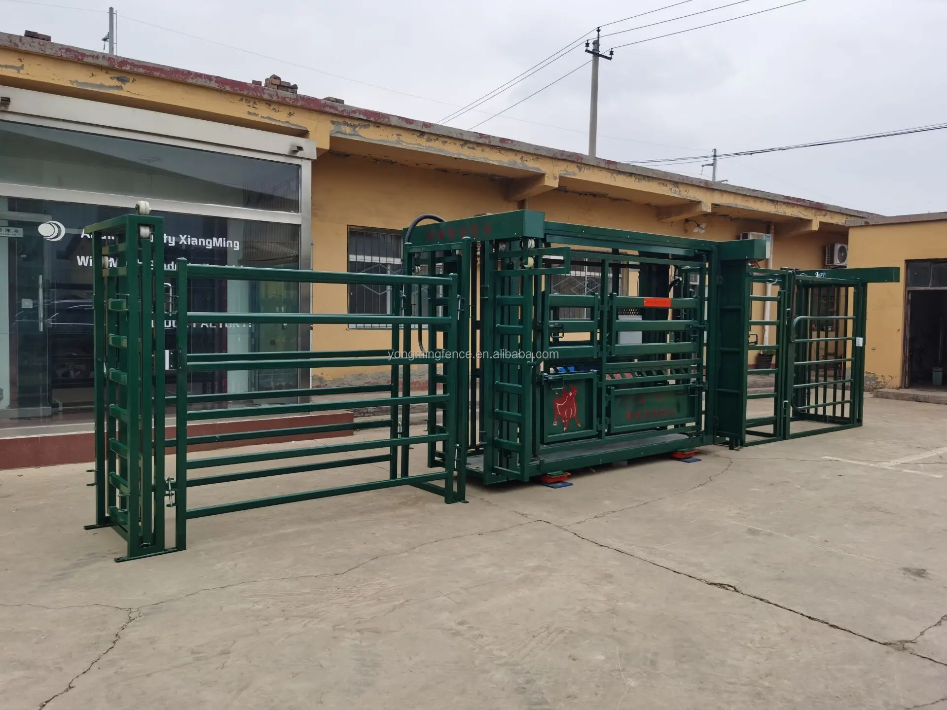 livestock-farm-equipment-full-automatic-cattle-weighing-and-grouping