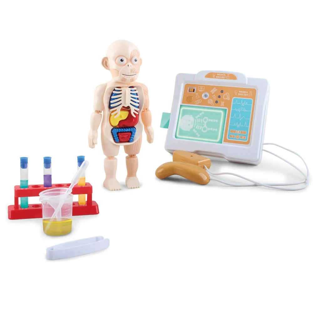 STEM Science Educational Toy Human Body Organs Model DIY Assembled 3D Torso Organ Kit Simulate Medical B Ultrasound Labs Toy