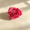 Rosa rosa perla rosa