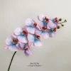Blue-pink