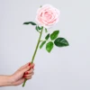 Rosa nudo