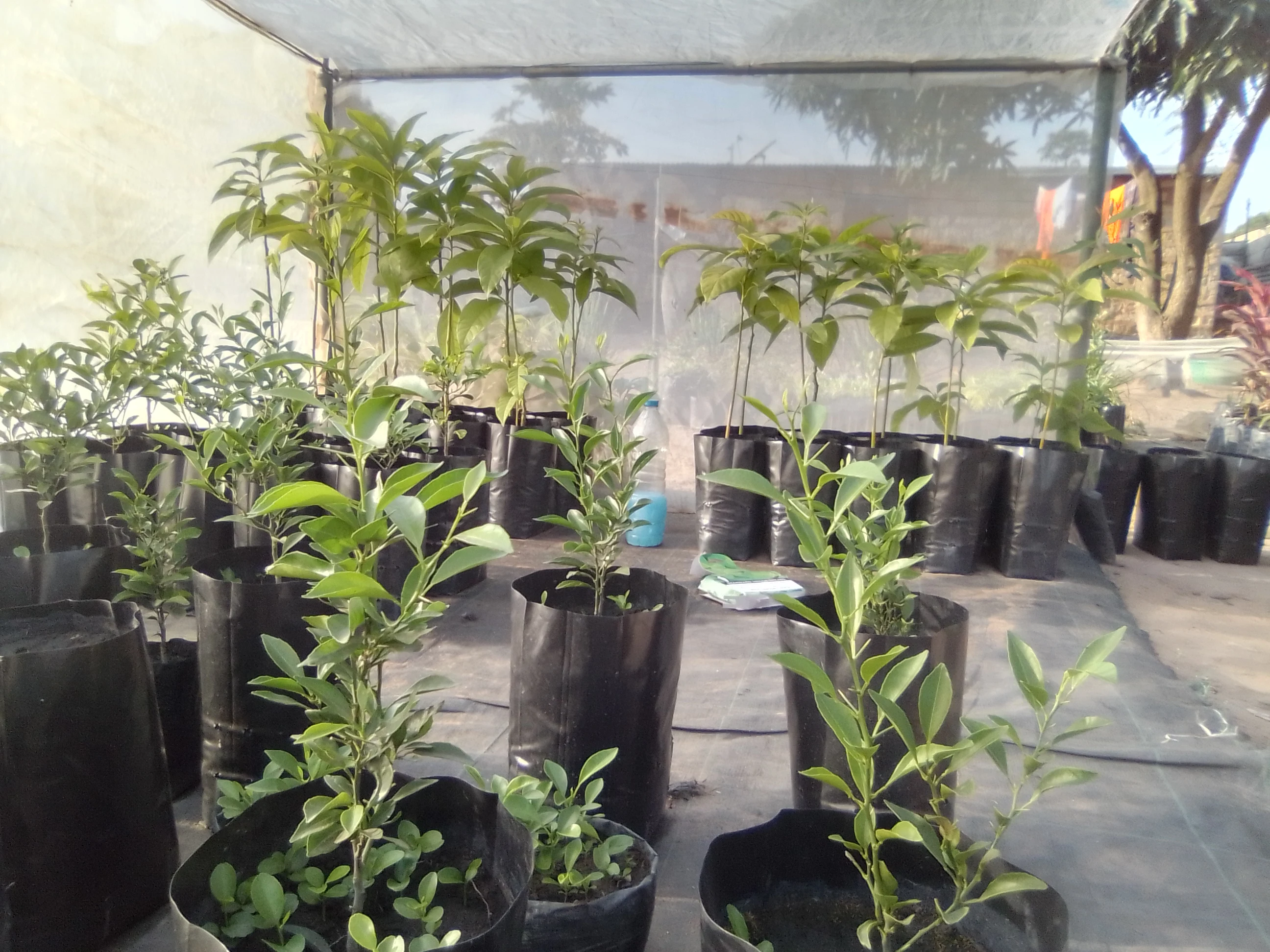 Multi-Sized Custom Plastic Grow Bags Planting Product for Plant Nursery Bag