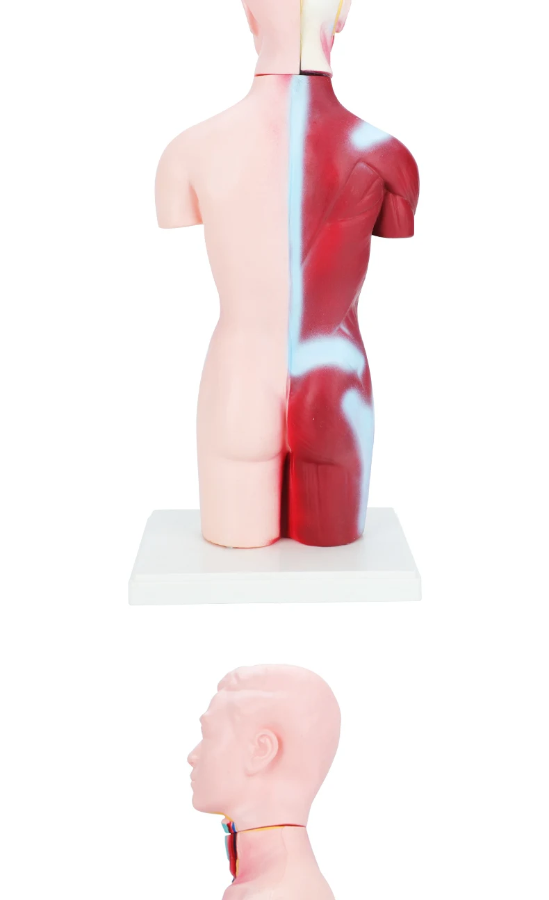 product human intract model human body anatomy 3d puzzle 4 for medical education research-4