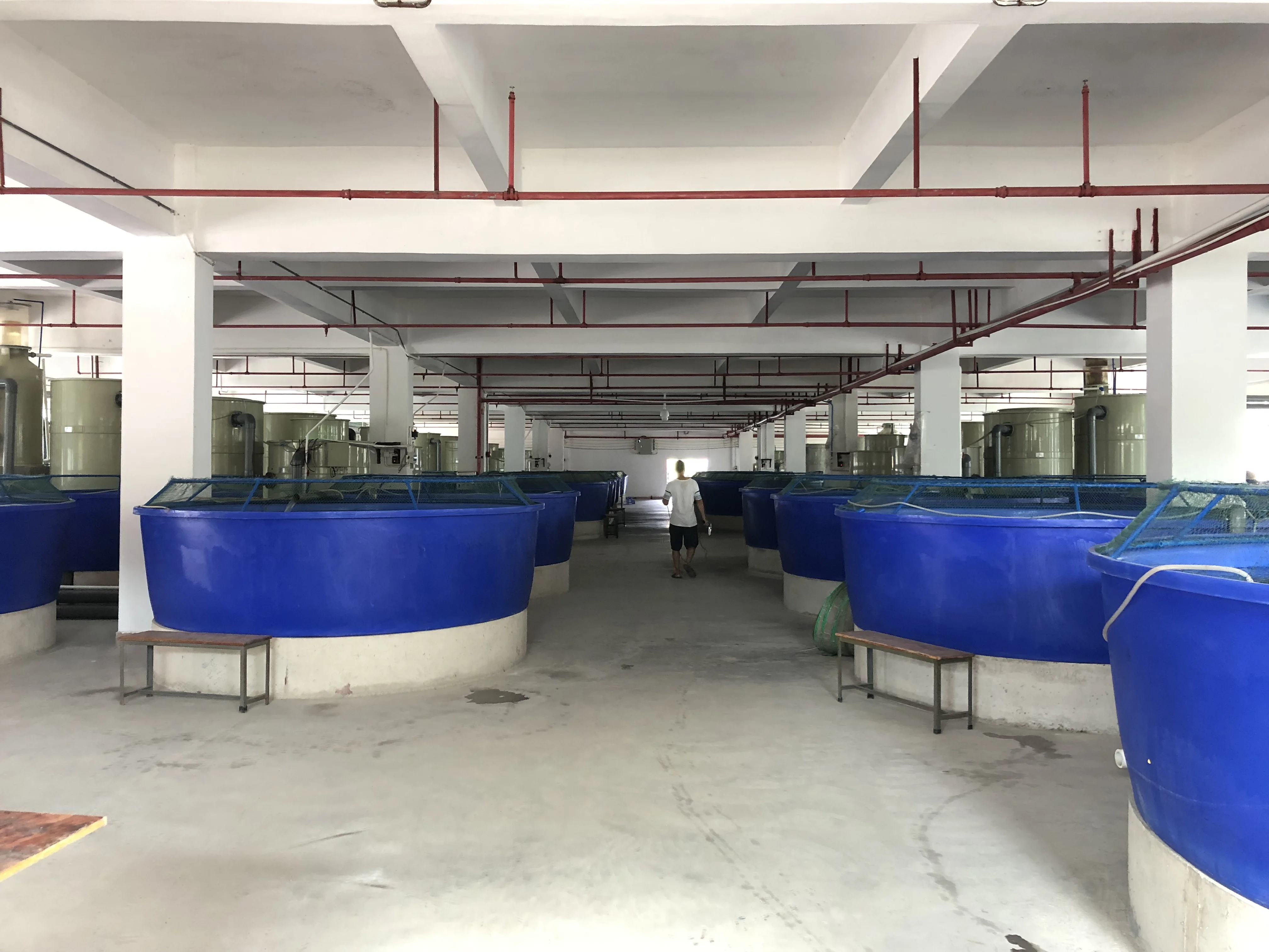 Large Scale Commercial Tilapia Fish Farming Big Ras Equipment for ...