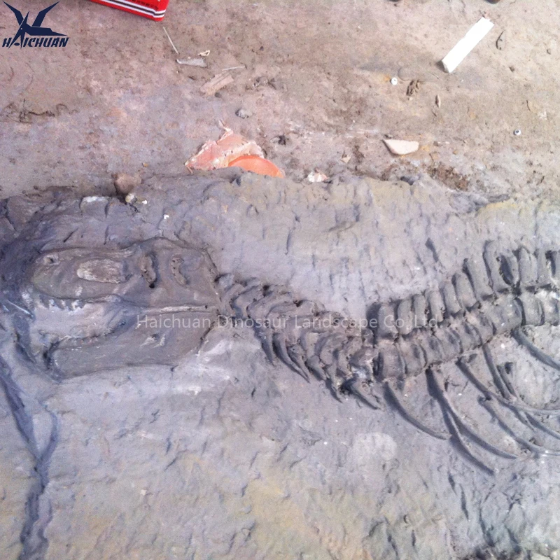 Haichuan Custom Life Size Fiberglass Dinosaur Fossil Wall Decoration Props for Museum Exhibition Dinosaur Skeleton Replica