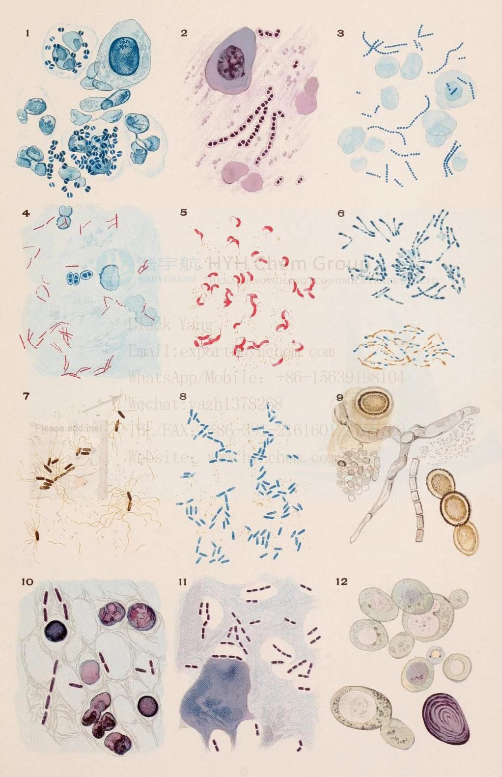 Микро рисунки. Цитология микроорганизмов. Микробиология иллюстрации. Цитология бактерий. Бактерии общая микробиология.