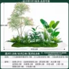 Dragon Blood Tree+Scattered Wasabi 2mlong