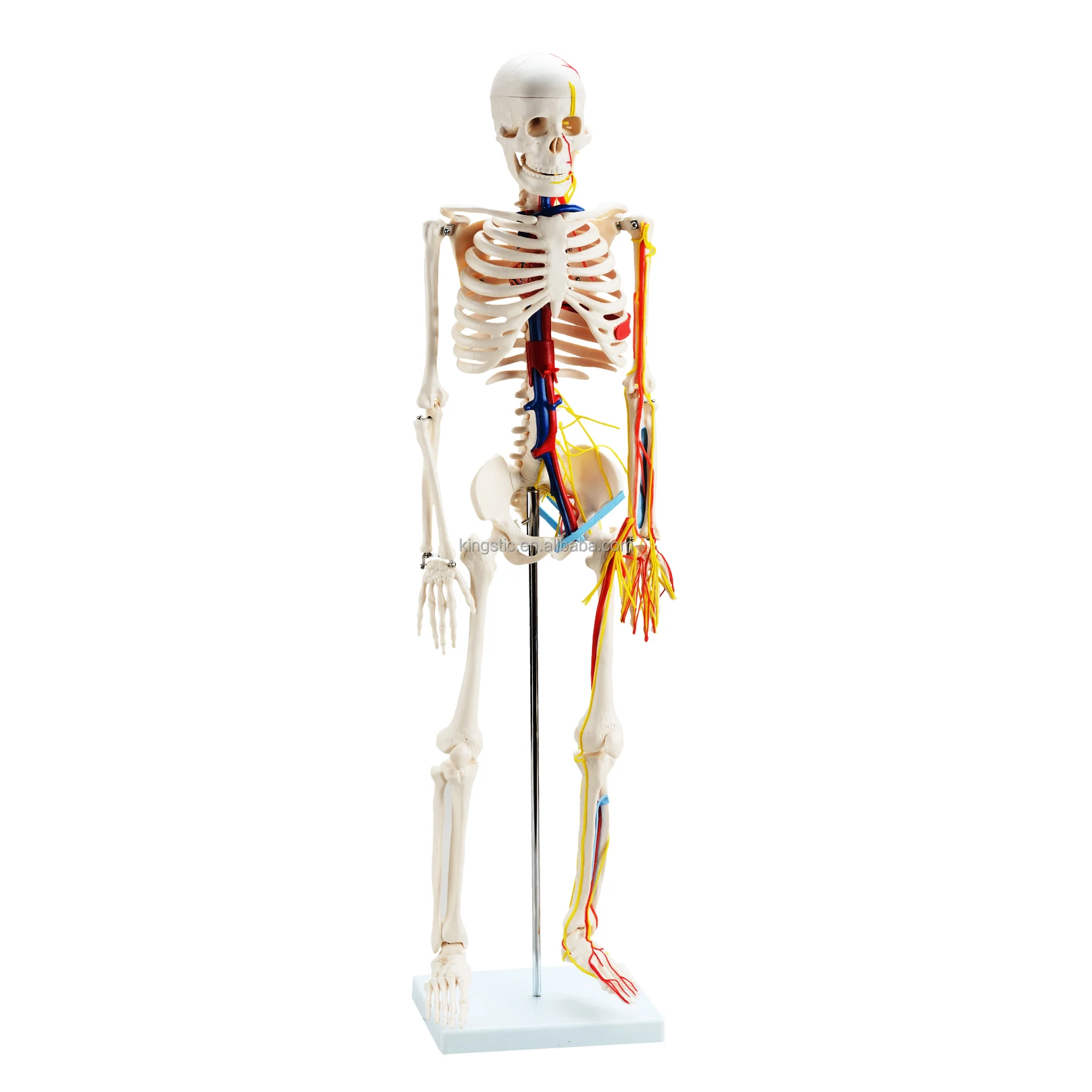 Cbm-001e 85cm Human Skeleton With Nerves And Blood Vessels,Artificial ...