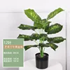 48cm Evergreen with 12 leaves