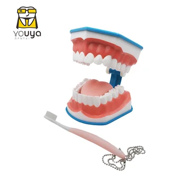 2 Times Medical Dental Teeth Care Model With Tongue And Toothbrush
