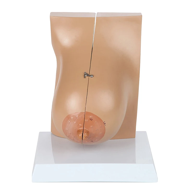 Medical Anatomy Human Female Breast Model In Lactation Period To Reveal Internal Breast Anatomy