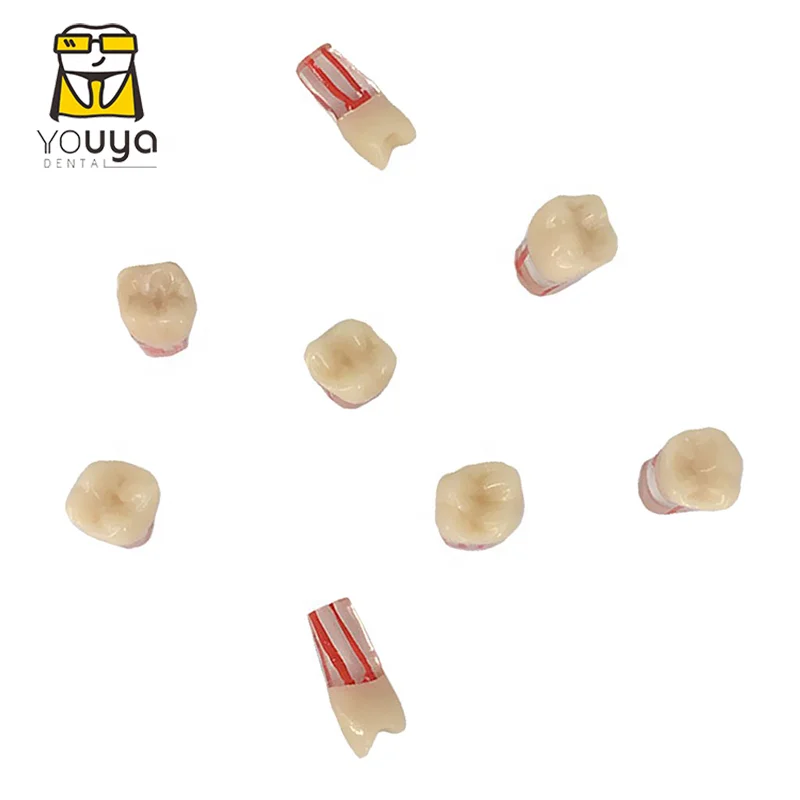 
 Стоматологический эндододонтический обучающий учебный модель корневого канала, модель зубного канала  