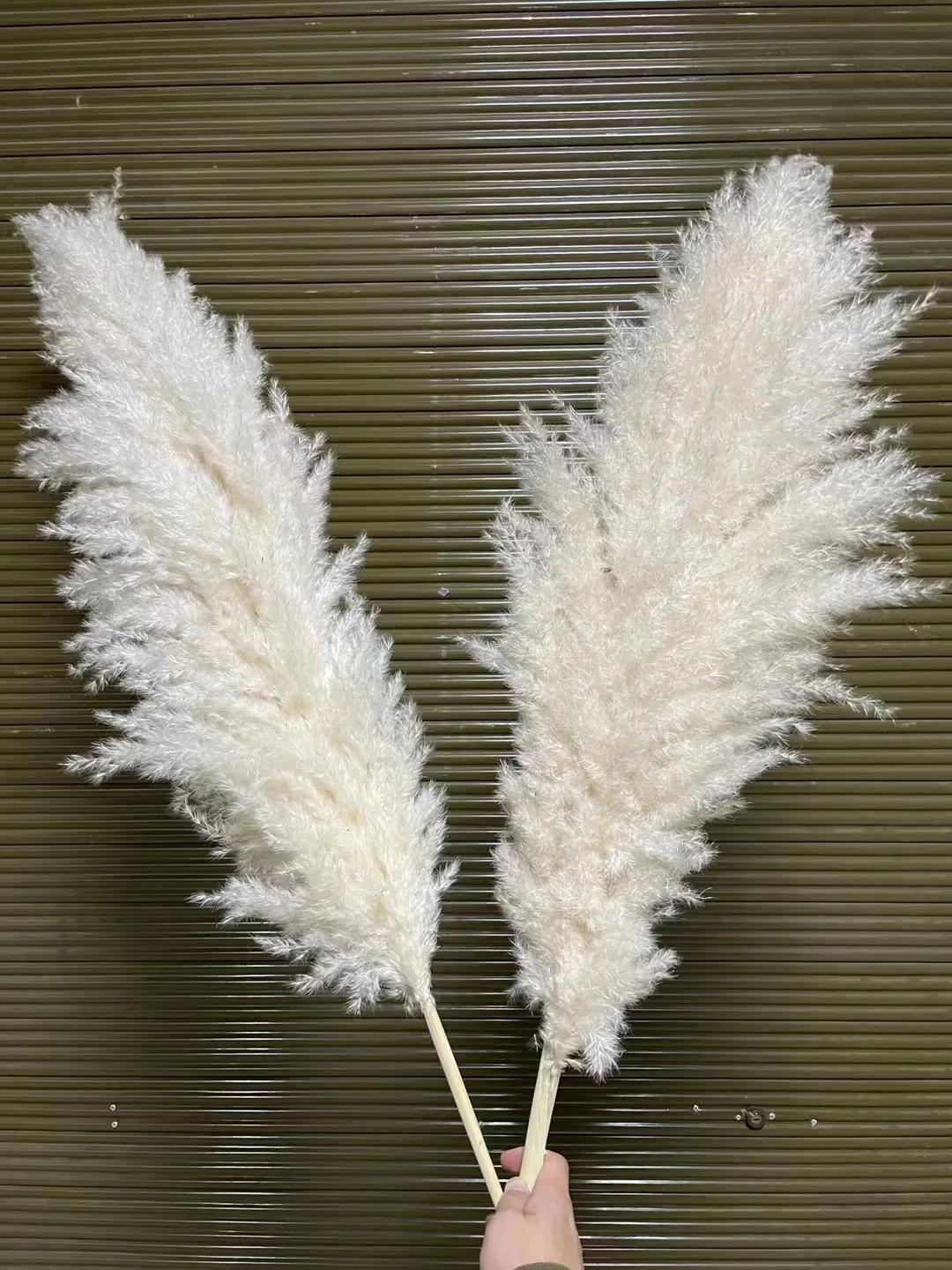 Dp047 White Pampas Grass Natural Dry Flowers Large Fluffy Pampas Dried