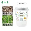 Fruit cucumber planting kit