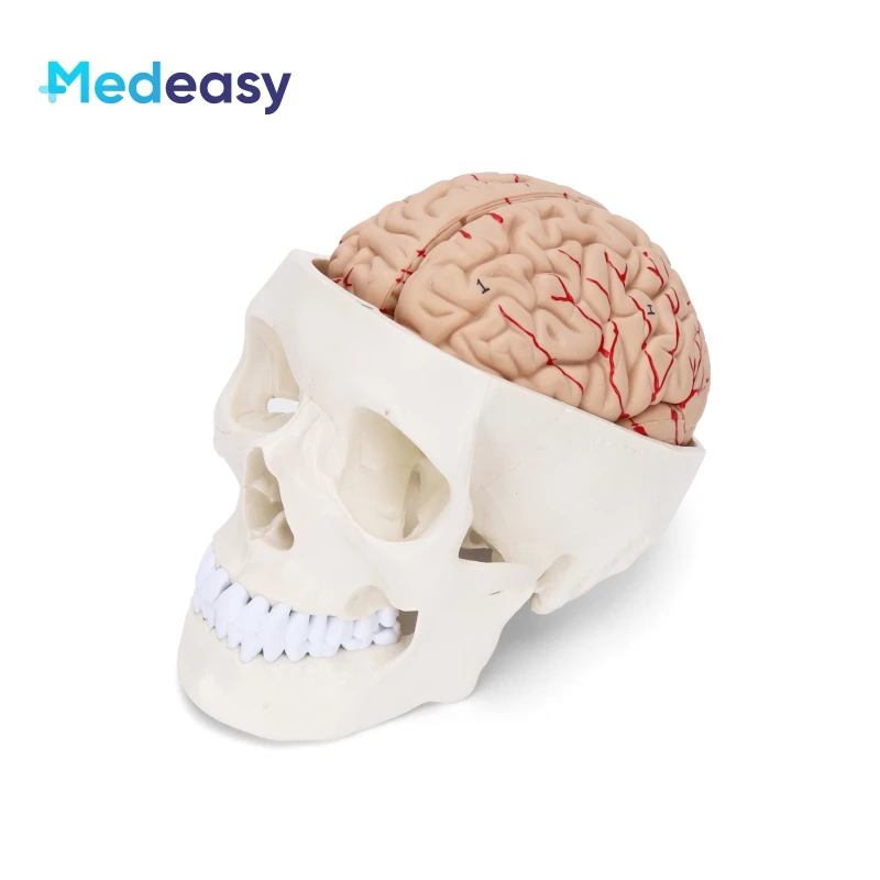 Revell 　レベル　human skull 人間の頭蓋骨模型キット 未組立 Revell レベル human skull 人間の頭蓋骨模型キット 未組立