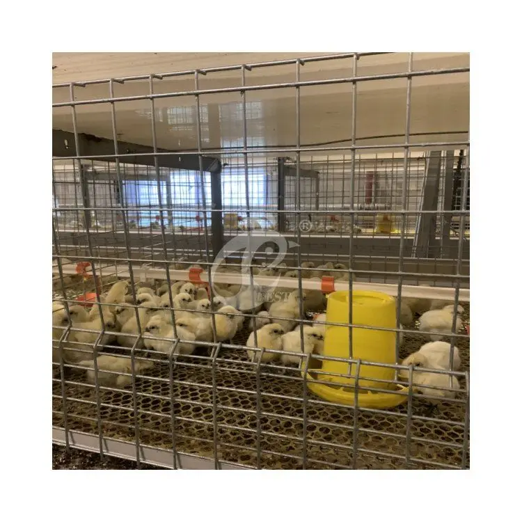 Battery Layer Brooder Cages of Poultry Chicks for 5000 Birds