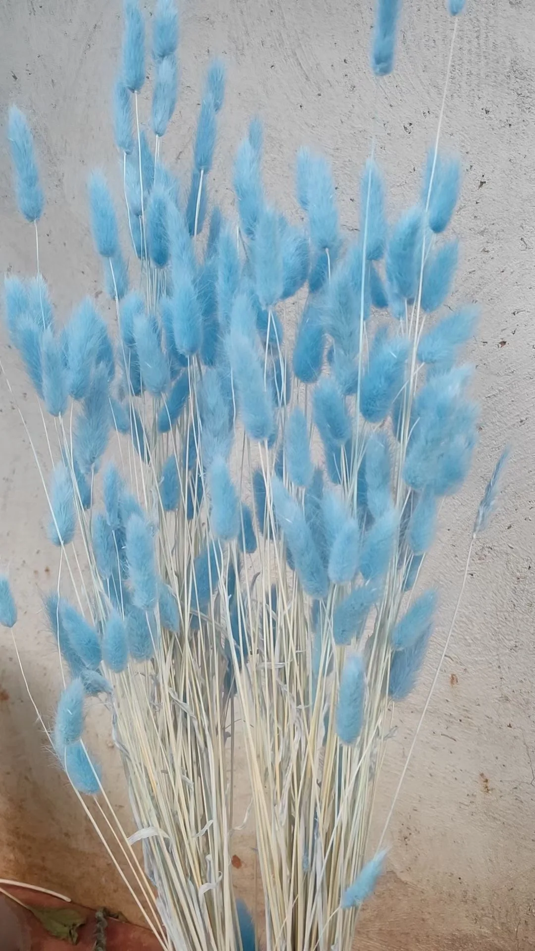 Rabbit Tail Dried Pampas Grass Dry Flowers Natural Real Grass White