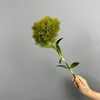 Coffee Green