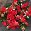 Rosa de neón burbuja multi-cabeza - 10 unidades