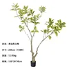 Ficus altissima à bords jaunes (158 feuilles) 240cm