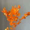 Arancia 100 g