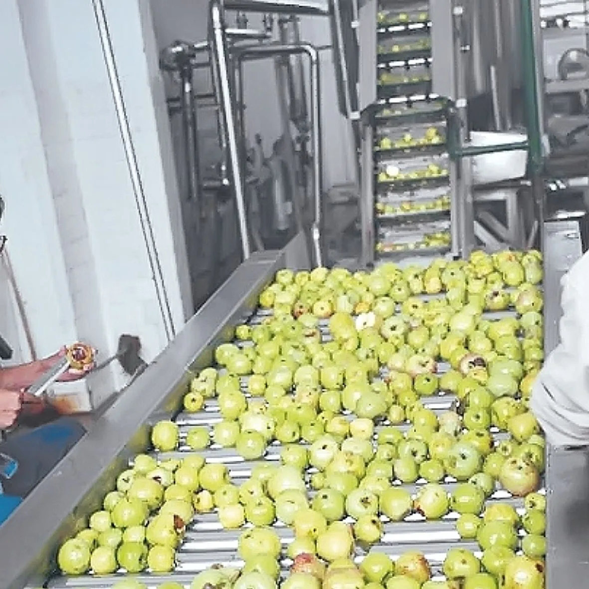 Apple Vinegar Production Line apple Sorting Machine