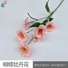 Pivoine Papillon BD Rose