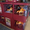 Blue2-Charizard Figure