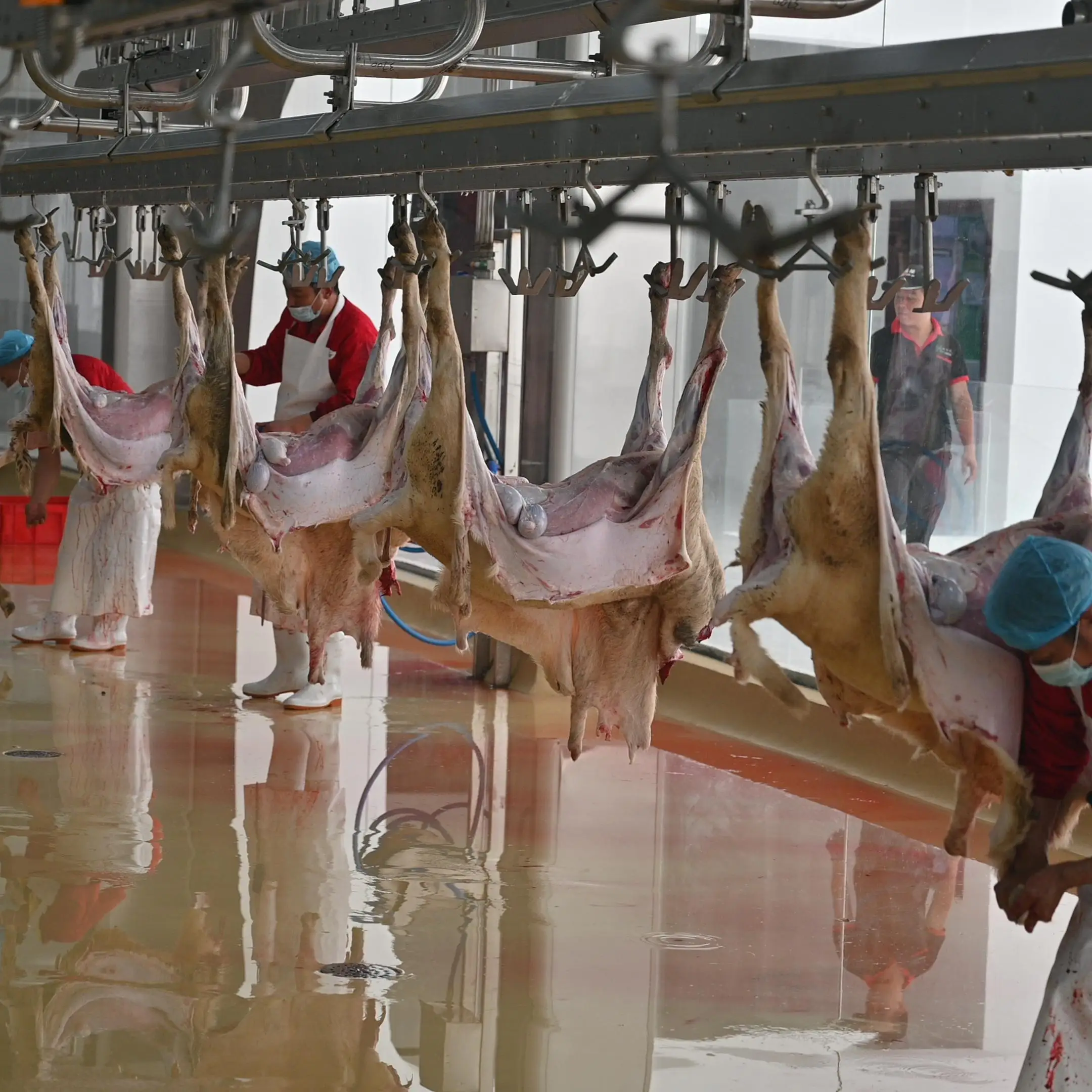 Turnkey Sheep Slaughterhouse Project | One-Stop Automation Equipment and Construction Solutions