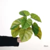 25cm Large 9-Leaf Golden Pothos