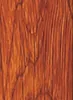 Quercia dorata