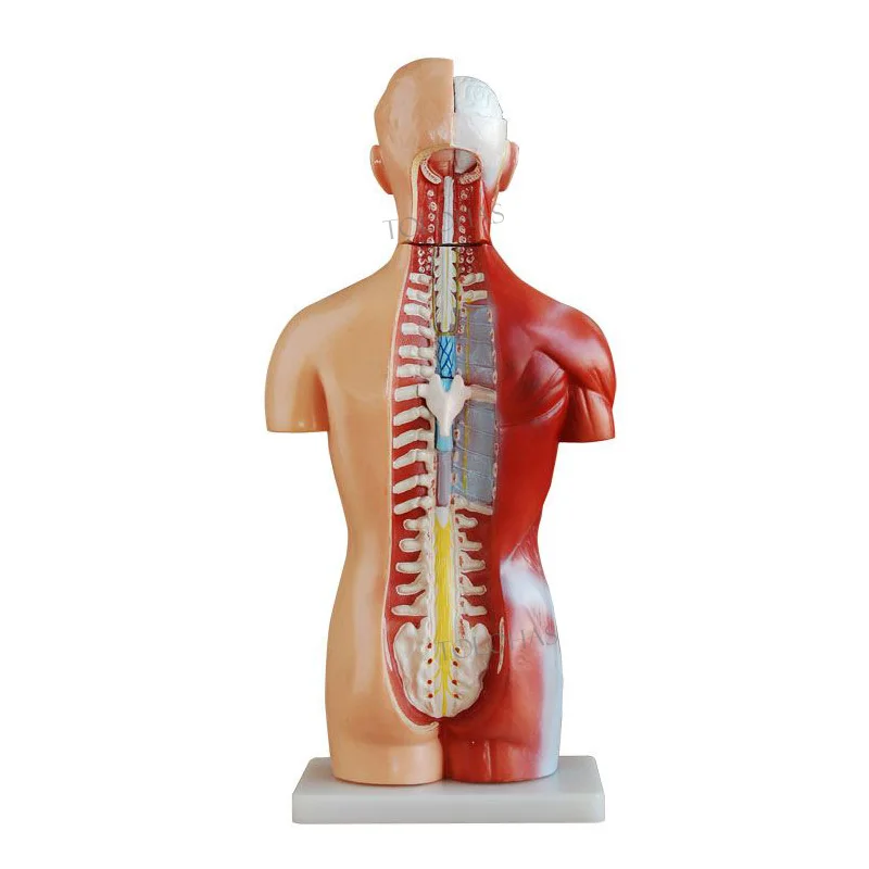 42 Cm Compared to Human - LHN04 Anatomy Model for Teaching