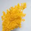 old yellow