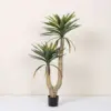 Bonsái de agave de doble cola con tallo de 140 cm de grosor.